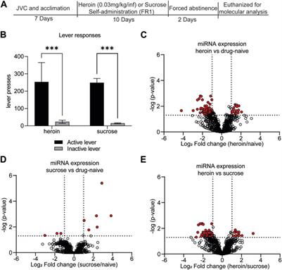 MicroRNA-mediated translational pathways are regulated in the orbitofrontal cortex and peripheral blood samples during acute abstinence from heroin self-administration